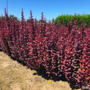 Berberys ,,CHOCOLATE SUMMER"