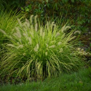 Rozplenica japońska ,,HAMELN GOLD"