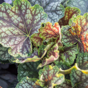 Żurawka ,,BEAUTY COLOUR"