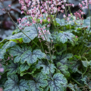 Żurawka ,,TAPESTRY"