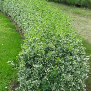 Trzmielina ,,EMERALD GAIETY"