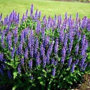 Szałwia ,,BLUE FIELD"