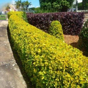 Trzmielina ,,EMERALD GOLD"