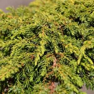 Jałowiec szczepiony na pniu ,,LEMON CARPET"