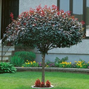 Głogownik szczepiony na pniu ,,RED ROBIN"