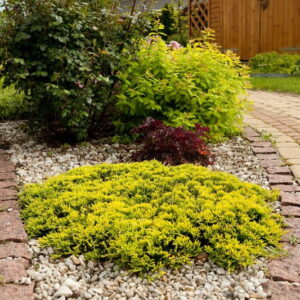 Jałowiec pospolity ,,GOLDSCHATZ"