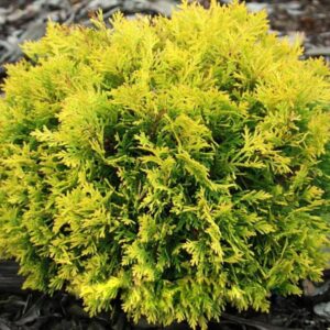 Żywotnik wschodni ,,GOLDEN PENNY"