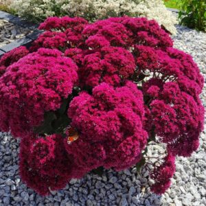 Rozchodnik ,,MR. GOODBUD''