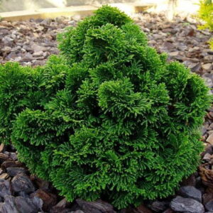 Cyprysik ,,NANA GRACILIS''