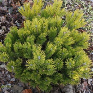 Sosna kosodrzewina ,,SCHWEIZERTOURIST"