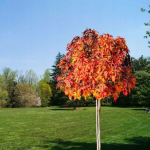 Ambrowiec Amerykański szczepiony na pniu ,,GUM BALL"