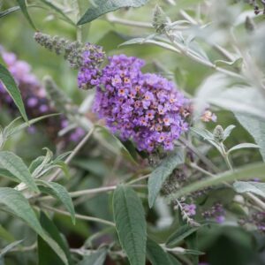 Budleja dawida ,,LAVENDER CUPCAKE"