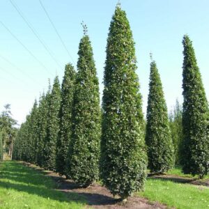 Dąb kolumnowy ,,FASTIGIATA KOSTER"