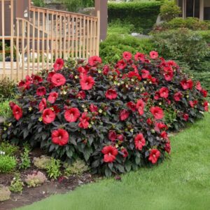 Hibiskus bagienny ,,SUMMERIFIC HOLY GRAIL"