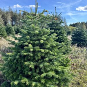 Jodła kaukaska 3 letnia sadzonka (cena za 50 szt)