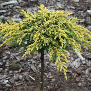 Jałowiec szczepiony na pniu ,,GOLDSCHATZ"