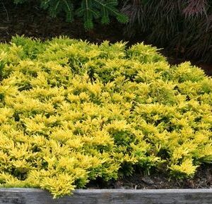 Jałowiec Pfitzera ,,GOLDEN JOY"