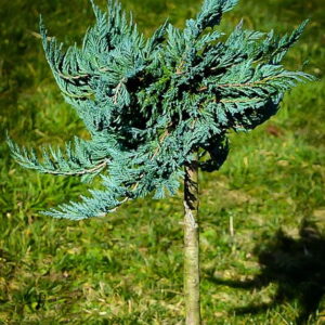 Jałowiec ,,BLUE COMPACT" szczepiony na pniu