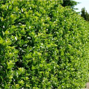 Ostrokrzew ,,BLUE PRINCE"