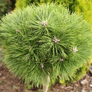 Sosna czarna szczepiona na pniu ,,AGNES BREGEON"