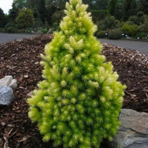 Świerk biały ,,DAISY'S WHITE"