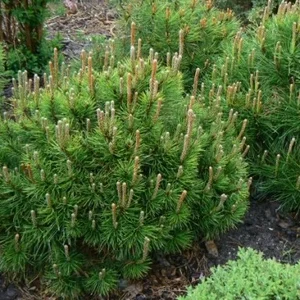 Sosna kosodrzewina nisko szczepiona ,,SCHWEIZER TOURIST"