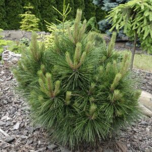 Sosna chińska ,,JIUZHAIGOU VALLEY"