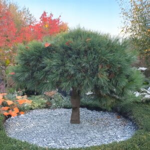 Sosna kosodrzewina szczepiona na pniu ,,VARELLA"