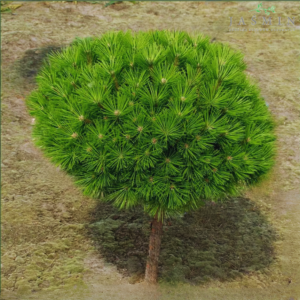 Sosna ,,SCHWEIZER TOURIST" szczepiona na pniu