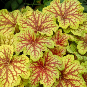 Żurawka ,,RED LIGHTNING"