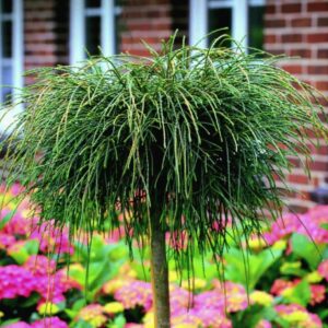 Tuja ,,WHIPCORD" szczepiona na pniu