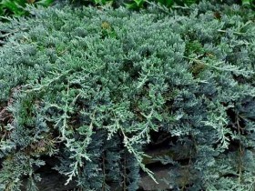 Jałowiec szczepiony na pniu ,,SIBIRICA"