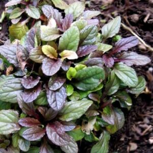 Dąbrówka rozłogowa