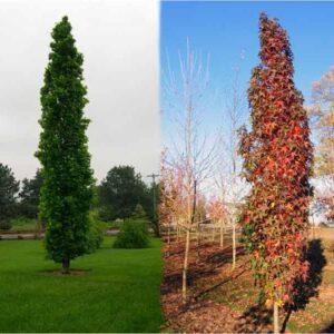 Ambrowiec kolumnowy ,,SLENDER SILHOUETTE"