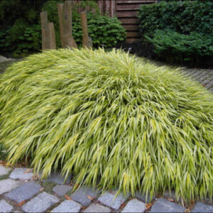 Hakonechloa ,,STRIPE IT RICH"