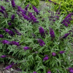 Budleja dawida ,,MAGENTA MUNCHKIN"