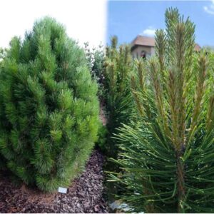 Sosna czarna ,,KLEINER TURM''