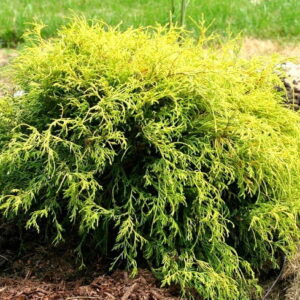 Cyprysik groszkowy ,,GOLDEN MOP"