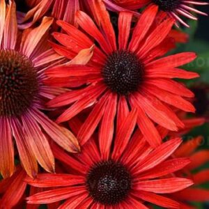 Jeżówka ,,FOUNTAIN RED''