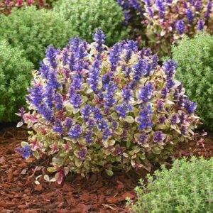 Dąbrówka ,,PRINCESS NADIA"