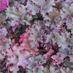 Żurawka ,,PURPLE PETTICOATS"