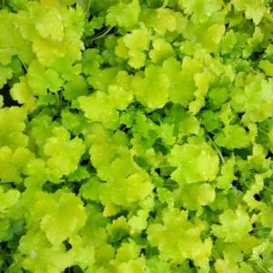 Żurawka ,,LIME RICKEY"