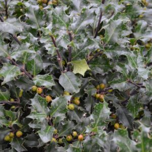 Ostrokrzew ,,BLUE ANGEL''