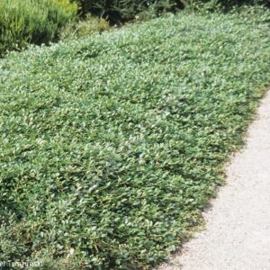 Irga płożąca ,,MAJOR''