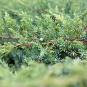 Jałowiec szczepiony na pniu ,,JUNIPERUS CONFERTA SCHLAGER"