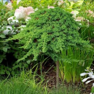 Jałowiec ,,NANA" szczepiony na pniu