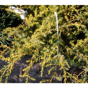 Jałowiec szczepiony na pniu ,,DEPRESSA AUREA"