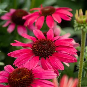 Jeżówka ,,PEARL MAGENTA"