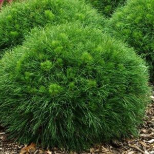 Sosna kosodrzewina nisko szczepiona ,,VARELLA"