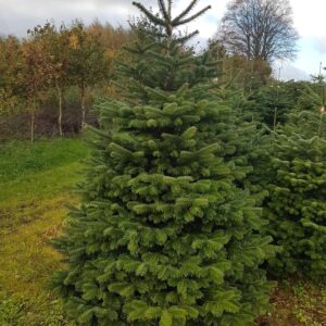 Jodła kaukaska - PAKIET 400 SZT Z DARMOWĄ DOSTAWĄ